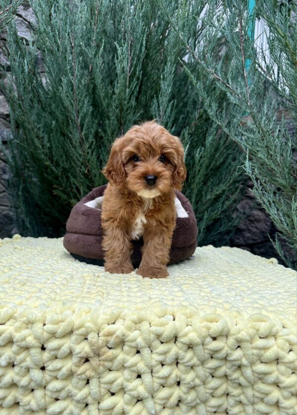 Marsal Cavapoo