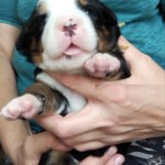 Mary Bernese Mountain Dog