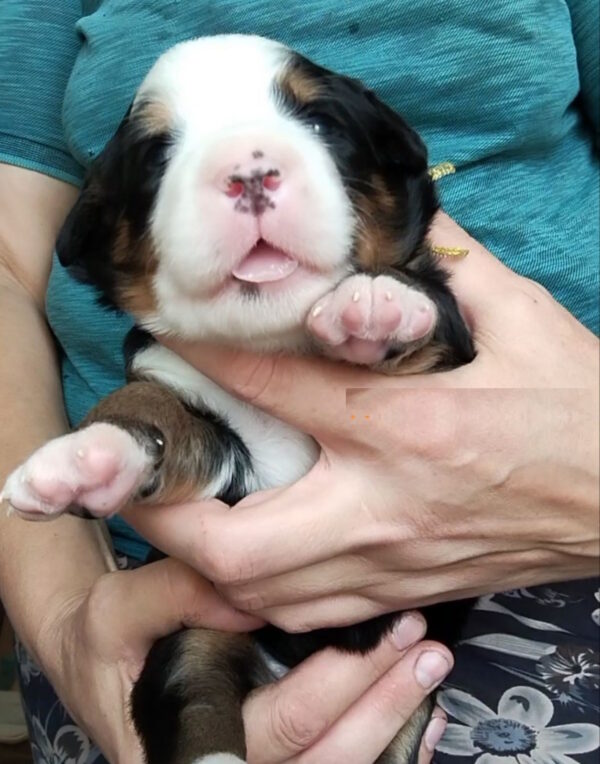 Marta Bernese Mountain Dog