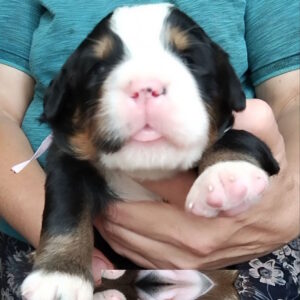 Mary Bernese Mountain Dog