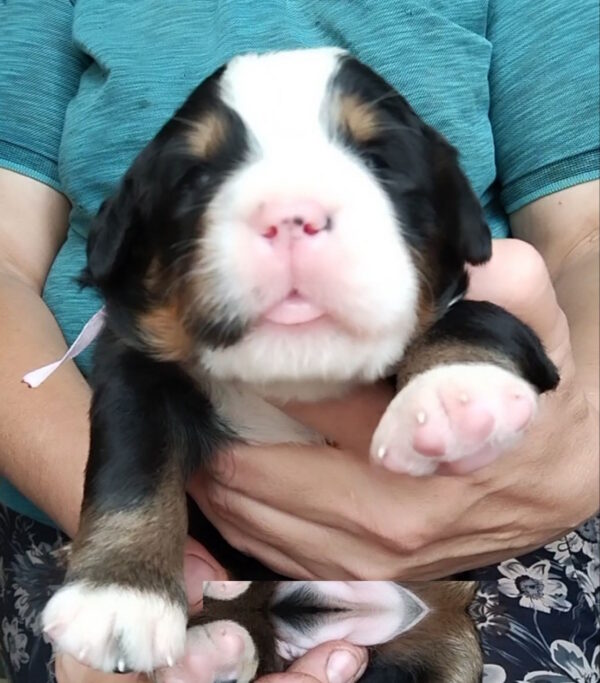 Mary Bernese Mountain Dog