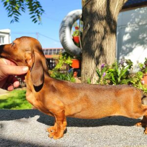 Maxi Miniature Dachshund