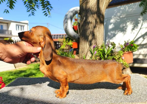 Maxi Miniature Dachshund