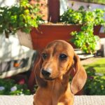 Maxi-female-miniature-dachshund-puppy-for-sale-1 (2)