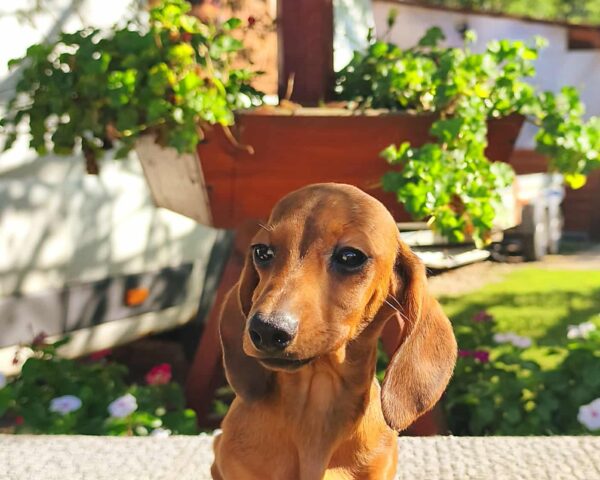 Maxi Miniature Dachshund