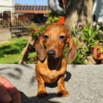 Marik Miniature Dachshund