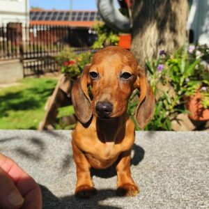 Maxi Miniature Dachshund