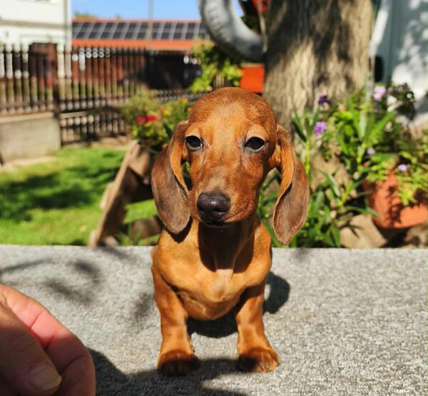 Maxi Miniature Dachshund