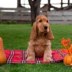 Mayk-male-English-Cocker-Spaniel-puppy-for-sale-1