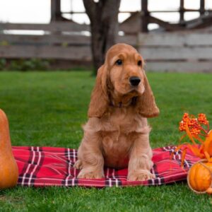 Mayk English Cocker Spaniel