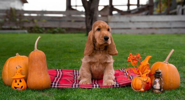 Mayk English Cocker Spaniel