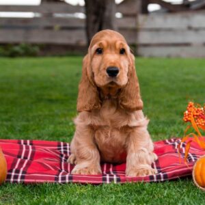 Mayk English Cocker Spaniel