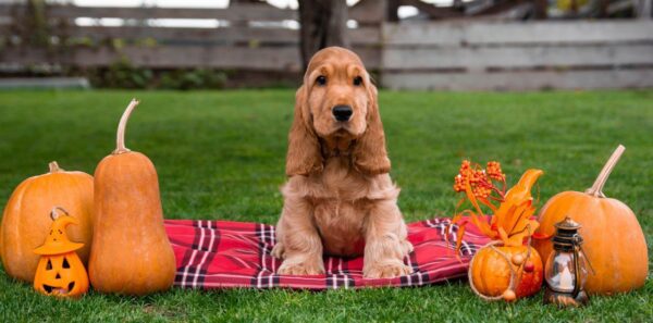 Mayk English Cocker Spaniel
