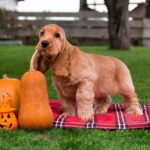 Mayk-male-English-Cocker-Spaniel-puppy-for-sale-3