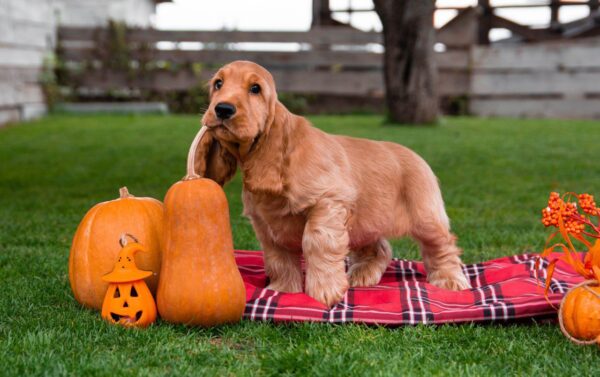 Mayk English Cocker Spaniel