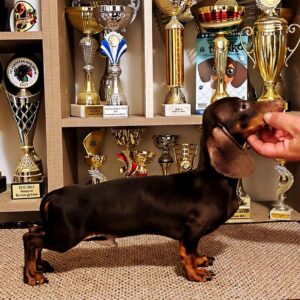 Maykl Miniature Dachshund