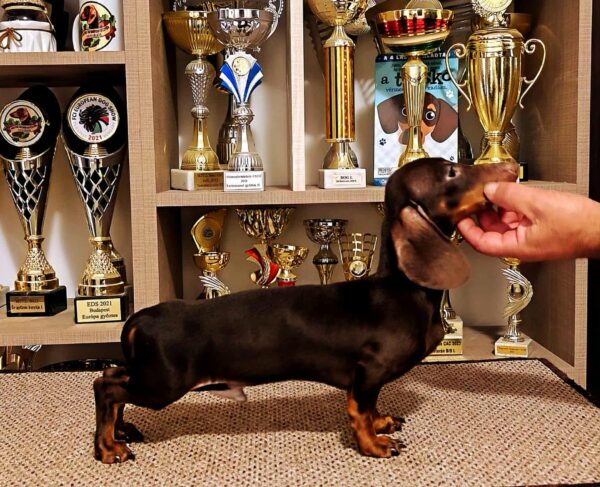 Maykl Miniature Dachshund
