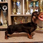 Maykl-male-miniature-dachshund-puppy-for-sale-1 (2)
