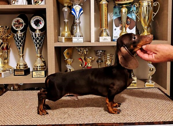 Maykl Miniature Dachshund