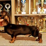 Maykl-male-miniature-dachshund-puppy-for-sale-1 (3)