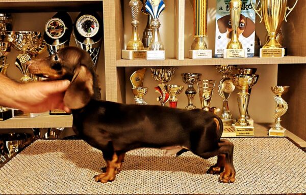 Maykl Miniature Dachshund