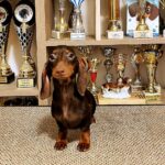 Maykl-male-miniature-dachshund-puppy-for-sale-1 (4)