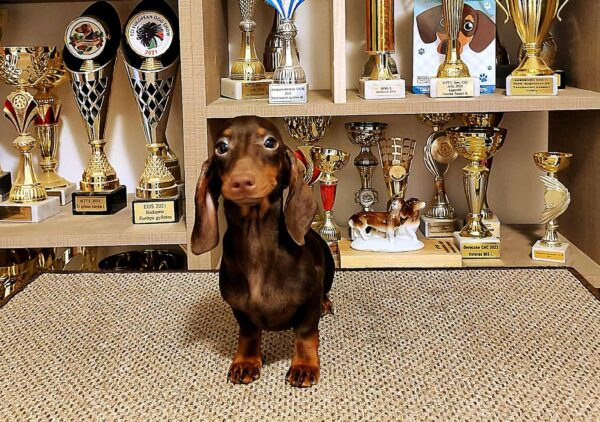 Maykl Miniature Dachshund