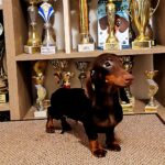 Marik Miniature Dachshund