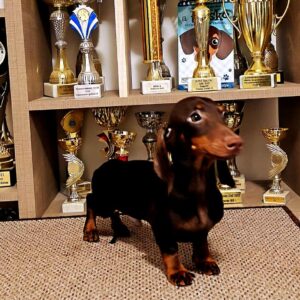 Maykl Miniature Dachshund