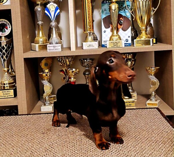 Maykl Miniature Dachshund