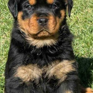 Mayla Rottweiler