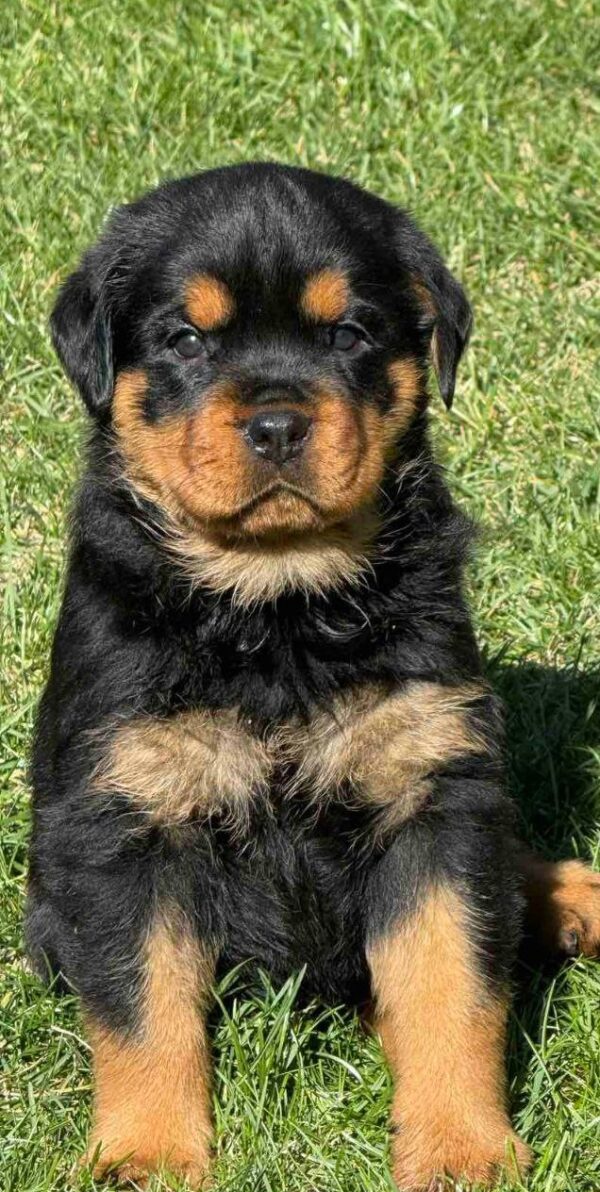 Mayla Rottweiler