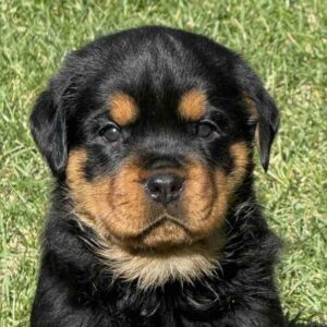 Mayla Rottweiler