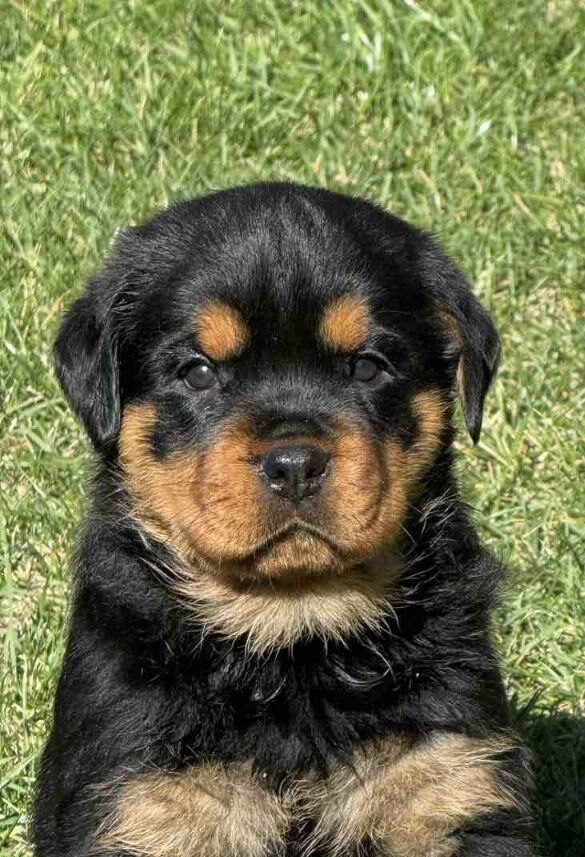 Mayla Rottweiler