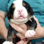 Mella Bernese Mountain Dog