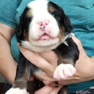 Meggi Bernese Mountain Dog