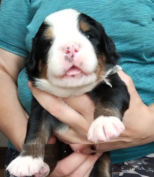 Meggi Bernese Mountain Dog