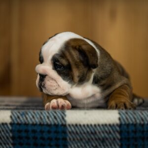 Melania English Bulldog