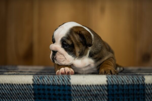 Melania English Bulldog
