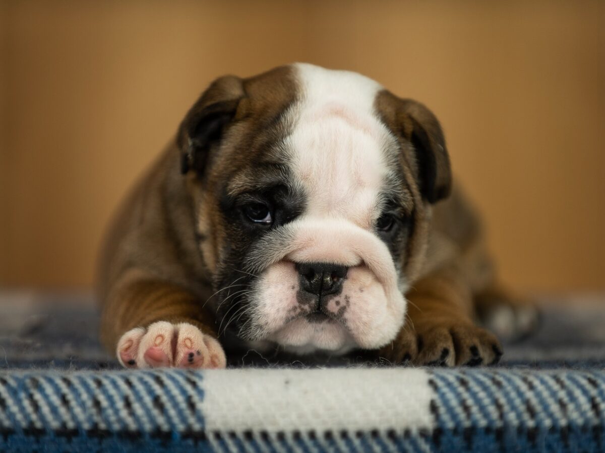 English Bulldog Dogs and Puppies for sale
