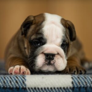 Melania English Bulldog