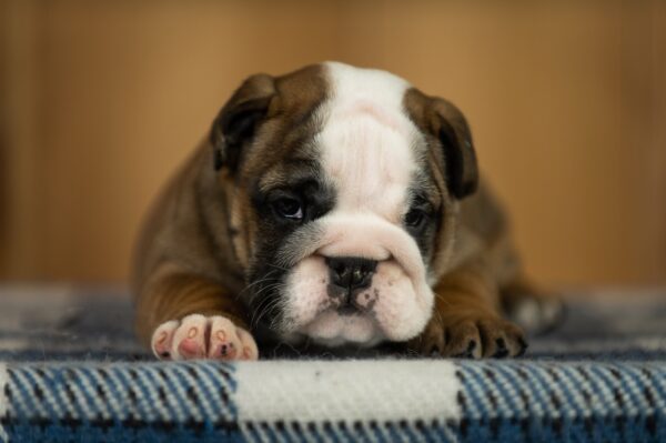 Melania English Bulldog