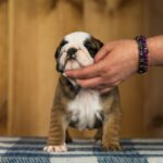 Melania-female-English-Bulldog-puppy-for-sale-3