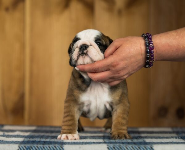 Melania English Bulldog