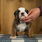 Melania-female-English-Bulldog-puppy-for-sale-4