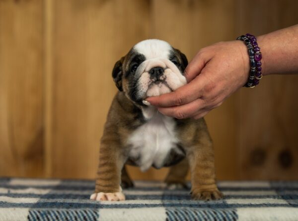 Melania English Bulldog