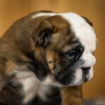 Melania-female-English-Bulldog-puppy-for-sale-5
