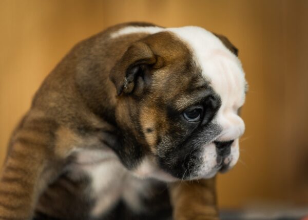 Melania English Bulldog