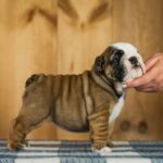 Melania-female-English-Bulldog-puppy-for-sale-6