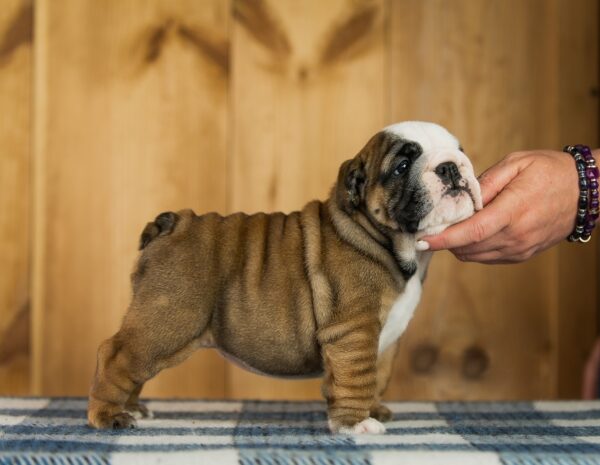 Melania English Bulldog